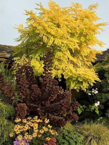Goldakazie ROBINIA FRISIA