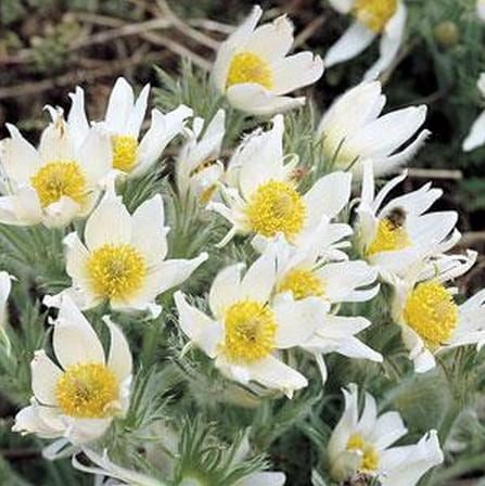 Anemone patens PHINWHEEL WHITE