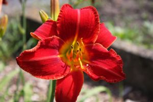 Garten-Hemerocallis CRIMSON GLORY