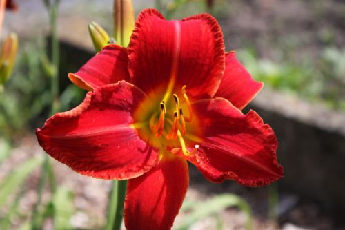 Garten-Hemerocallis CRIMSON GLORY