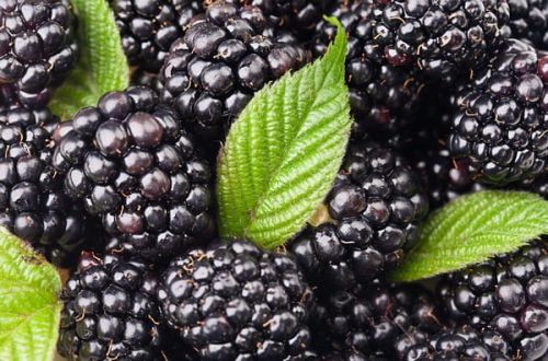 Brombeere  DRIKSEN