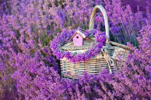 Lavendel Blue Scent Early