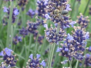 Lavendel schmalblättrig AROMATICO BLUE LA BLUSA