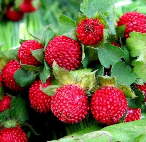 INDISCHE Erdbeere