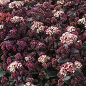 Sedum MOONLIGHT SERENADE