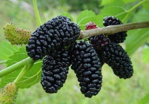 Schwarzer Maulbeerbaum im Topf