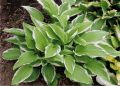 Funkia - Hosta SHOGUN