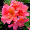 Azalia wielkokwiatowa JUANITA