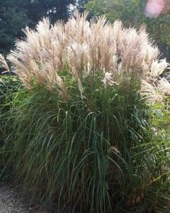 Chinaschilf GRAZIELLA
