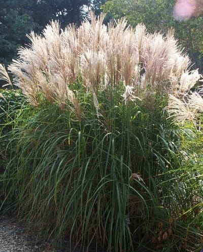 Chinaschilf GRAZIELLA