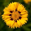NACHYŁEK WIELKOKWIATOWY ANDIAMO YELLOW