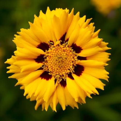 Großblütiger Nachyłks  ANDIAMO YELLOW