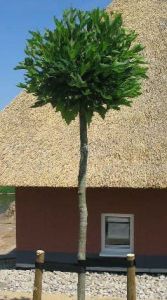 Kugelplatane ALPHEN'S GLOBE 170 cm