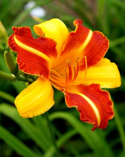 Garten-Hemerocallis  FRANS HALS