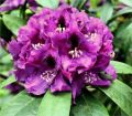 Różanecznik PURPLE SPLENDOR