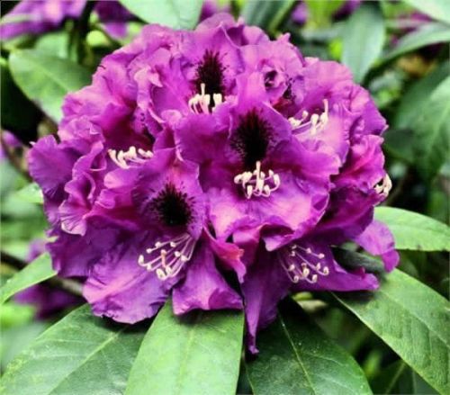 Rhododendron PURPLE SPLENDOR