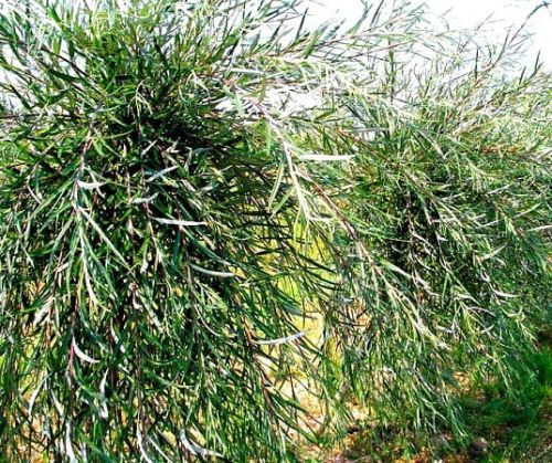Bambusweide Palmweide auf Stamm