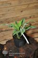 Funkia - Hosta BLUE DIAMOND
