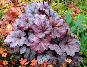 Heuchera GEORGIA PLUM