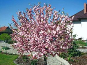 Dreilappige Mandel – veredelt als Hochstamm