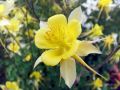 Orlik Błękitny SPRING MAGIC YELLOW