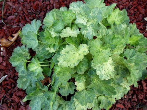 Heuchera HERCULES