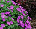 Bodziszek Czerwony VISION VIOLET