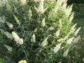 Budleja dawida WHITE BOUQUET
