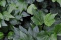 Bluszcz Pospolity GREEN RIPPLE