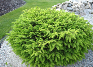 Gewöhnliche Fichte Nidiformis
