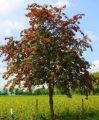 Jarzębina jadalna EDULIS