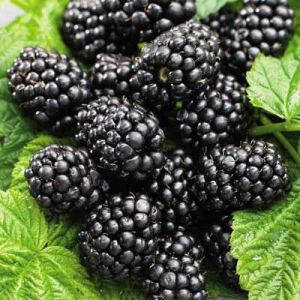 Brombeere BLACK SATIN