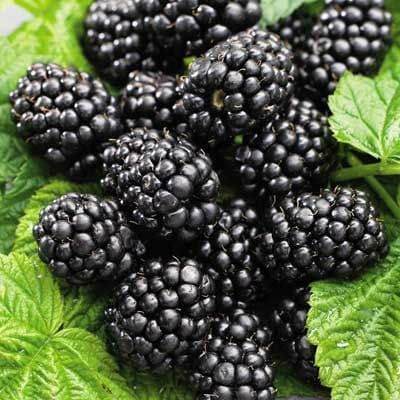 Brombeere BLACK SATIN