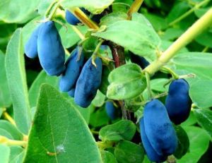 Kamtschatka Beere Atut