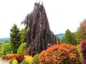 Gemeiner Buchs Purple Fountain