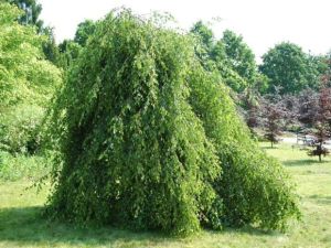 Hänge-Birke Youngii Pendula