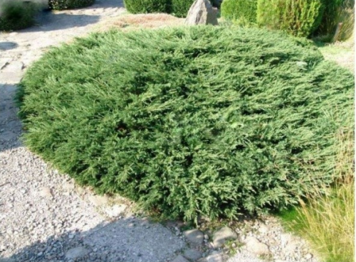 Kriech-Wacholder  REPANDA