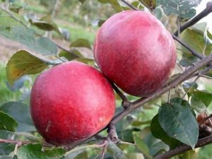 Apfel  MALINÓWKA Oberlandzka im Topf