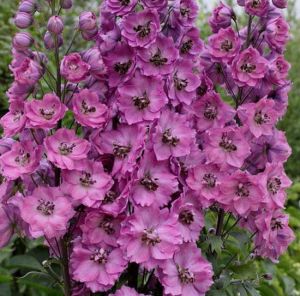 Garten-Rittersporn ASTOLAT