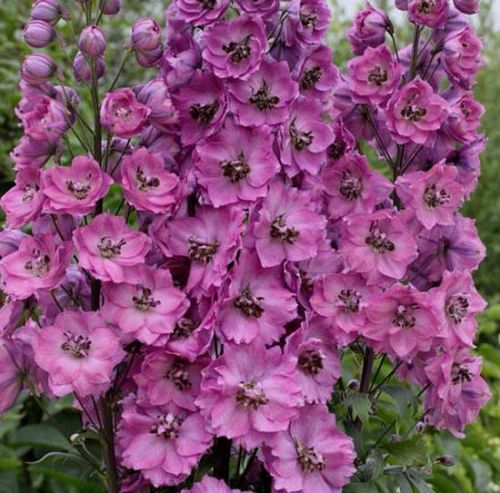 Garten-Rittersporn ASTOLAT