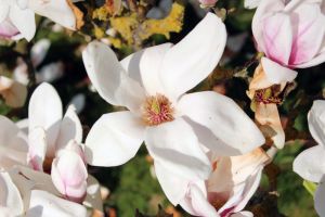 Tulpen-Magnolie  SPECIOSA