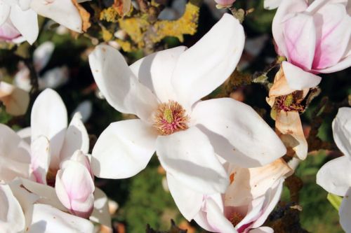 Tulpen-Magnolie  SPECIOSA