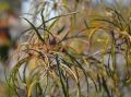 Kruszyna pospolita ASPLENIFOLIA