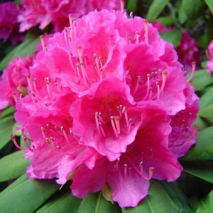 Rhododendron CATHERINE VAN TOL