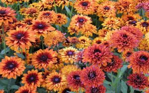 Rudbeckia hirta CHEROKEE SUNSET