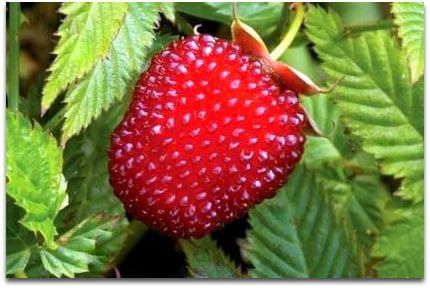 Himbeer-Erdbeere