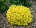 Berberys Thunberga GOLDALITA