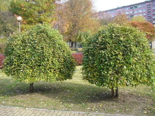 Weide IWA - Pendula