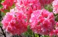 Azalia wielkokwiatowa HOMEBUSH