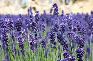 Lavendel SENTIVIA BLUE